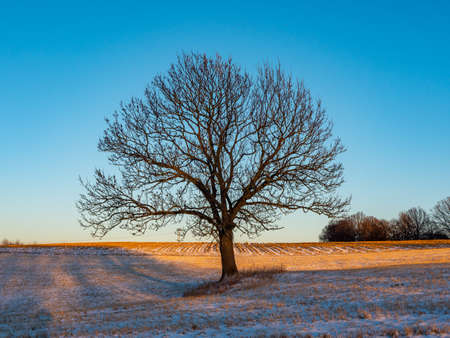 landscape with tree and sunrise