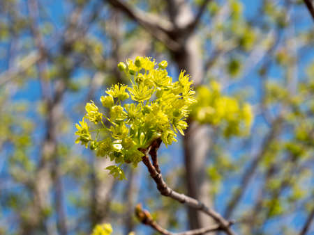 green tree flowers in spring