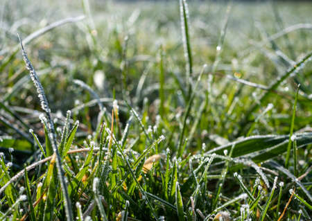 Panoramic grass of a meadow with frost