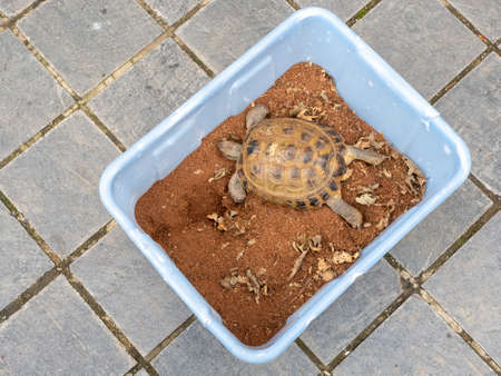 Greek tortoise is brought out of hibernationの写真素材