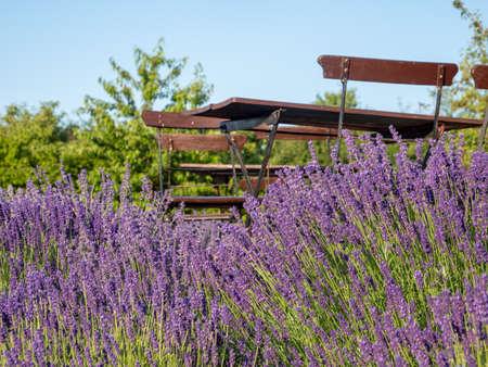 Lavender blooms in a parkの写真素材
