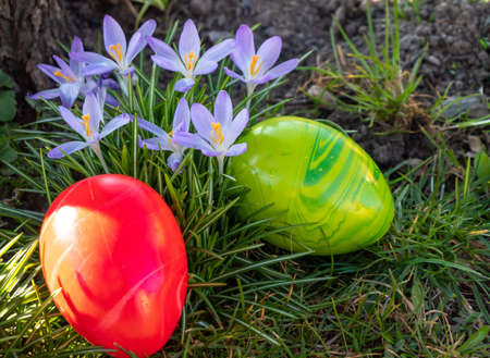 Crocuses with Easter eggs in spring