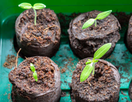 Young tomatoes in cultivation Springtime