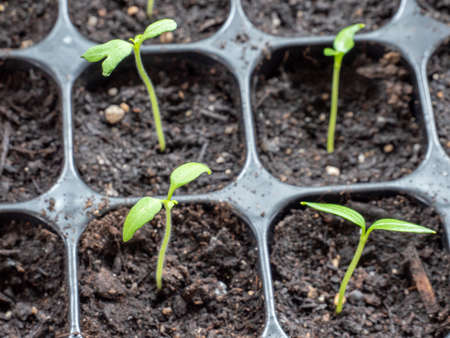 Young plants in cultivation Springtime