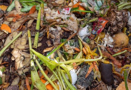 Organic waste on a compost in the gardenの写真素材