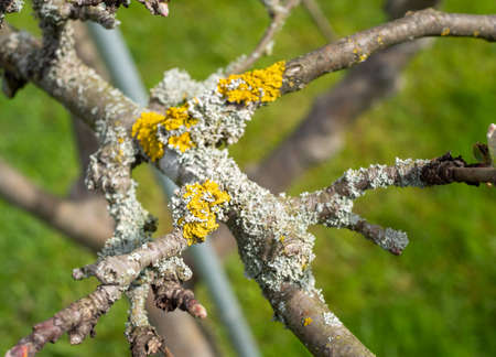 Lichen on a fruit tree