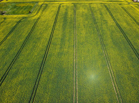 Aerial view of a rapeseed field in spring