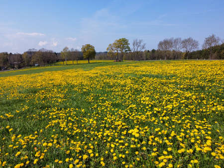 Dandelion field yellow flowers in springの写真素材