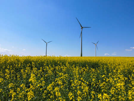 Rape field with wind turbines in spring