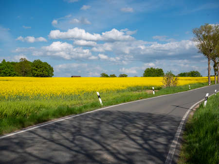 Country road with a blooming rapeseed fieldの写真素材