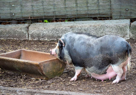 Vietnamese pot-bellied pig as a pet
