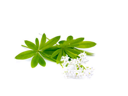 Woodruff Galium odoratum isolated on white background