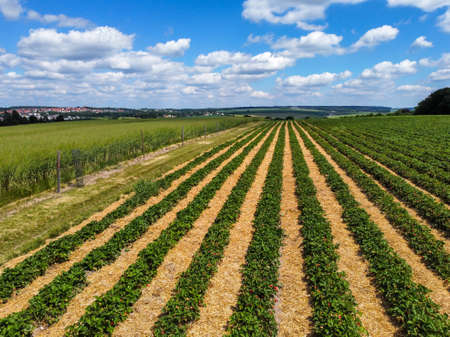 Strawberry field in spring before harvest