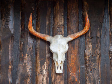 Bull skull on a wooden whaleの写真素材