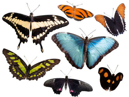 various tropical butterflies isolated on white backgroundの写真素材