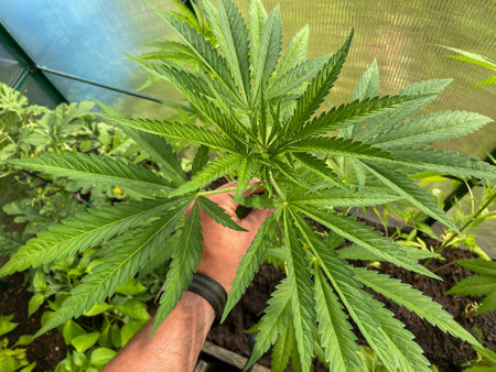 Medicinal cannabis plant in the greenhouse