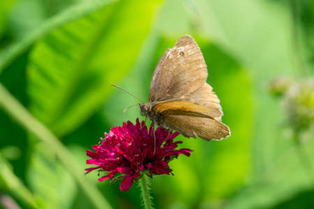hedge brown butterfly Pyronia tithonus on flowerの写真素材