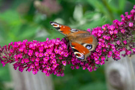 Peacock butterfly on a buddleia