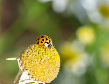 asian harlequin ladybug on a flower