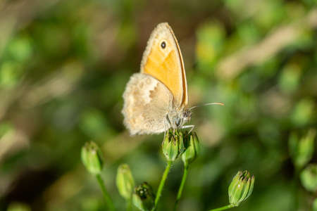 Large ox-eye butterfly on a flowerの写真素材