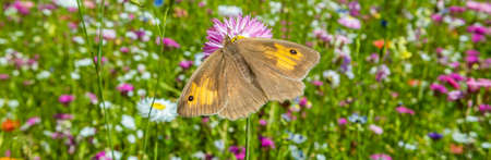 hedge brown butterfly Pyronia tithonus Banner on a butterfly meadowの写真素材