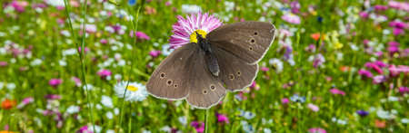 ringlet butterfly Aphantopus hyperantus Banner on a butterfly meadowの写真素材