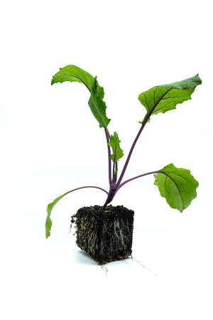 Kohlrabi seedling isolated on white backgroundの写真素材