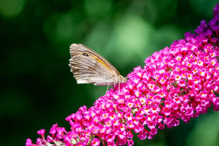 butterfly on flower in the gardenの写真素材