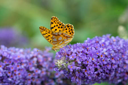 Little Fritillary on a Flower