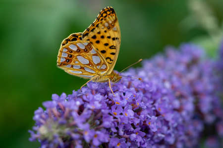 Little Fritillary on a Flower