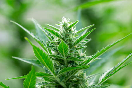 Marijuana plants in bloom with pollen