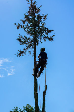 Forest worker felling a tree