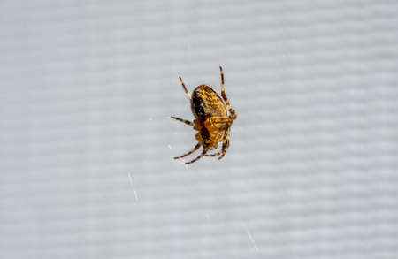 Macro photography of a garden spider