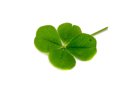 Four leaf clover isolated on white backgroundの写真素材