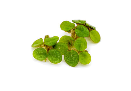 Spirodela polyrhiza Pond Lentil isolated on white background