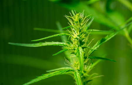 Hemp plant flowering in summerの写真素材