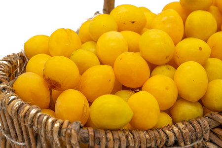 Spillingen plums harvest in a basketの写真素材