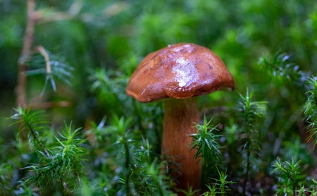 Chestnut isolated in the forest on a mossy groundの写真素材