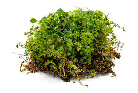 Green moss from the forest isolated