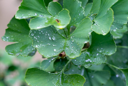green ginkgo leaves with raindropsの写真素材