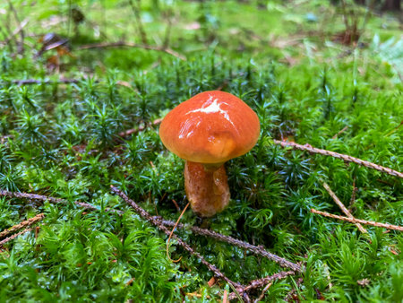 Butter mushroom on moss in the forest