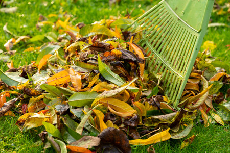 Leaf rake with leaves on a meadowの写真素材