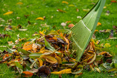 Leaf rake with leaves on a meadow in autumn