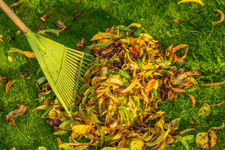Leaf rake with leaves on a meadow in autumn