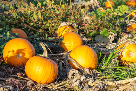 Pumpkins in the pumpkin patchの写真素材