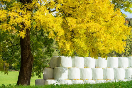 Straw bales with oak tree in autumnの写真素材