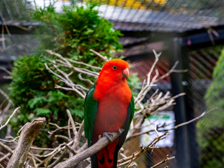 King Parakeet (Alisterus scapularis) in an aviaryの写真素材