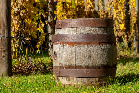 Old wooden wine barrel with grapevines