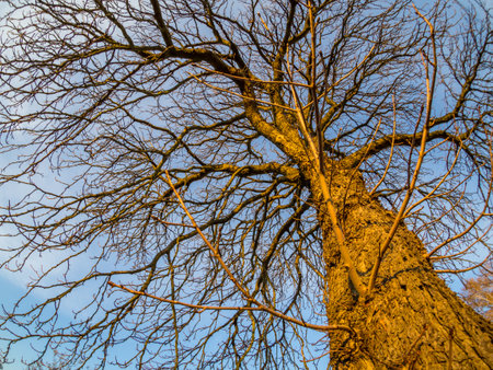 Deciduous tree without leaves in winter