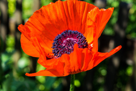 red Poppy flowers in springの写真素材